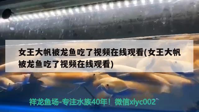 女王大帆被龍魚吃了視頻在線觀看(女王大帆被龍魚吃了視頻在線觀看) 女王大帆魚