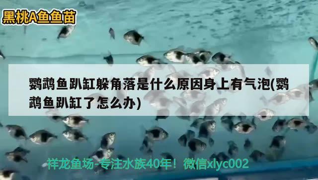 鸚鵡魚趴缸躲角落是什么原因身上有氣泡(鸚鵡魚趴缸了怎么辦)