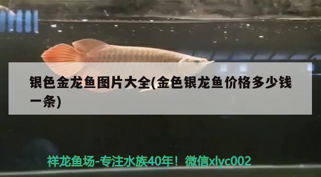 銀色金龍魚圖片大全(金色銀龍魚價格多少錢一條) 銀龍魚