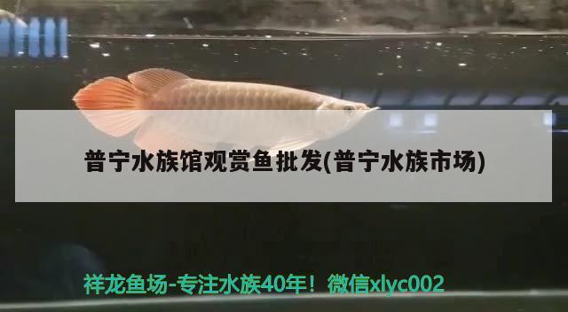 普寧水族館觀賞魚(yú)批發(fā)(普寧水族市場(chǎng)) 觀賞魚(yú)批發(fā)