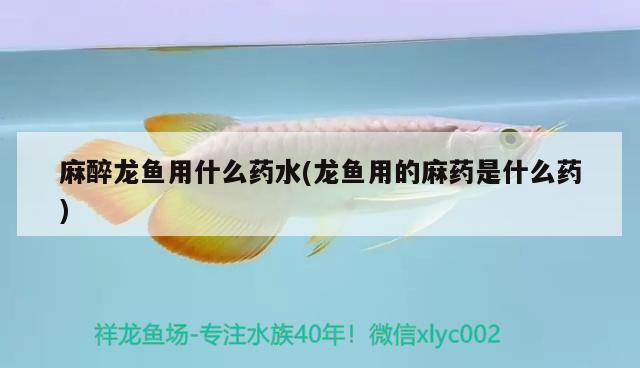 麻醉龍魚用什么藥水(龍魚用的麻藥是什么藥)