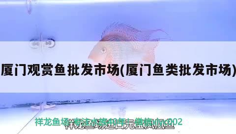 廈門觀賞魚批發(fā)市場(廈門魚類批發(fā)市場) 觀賞魚批發(fā)