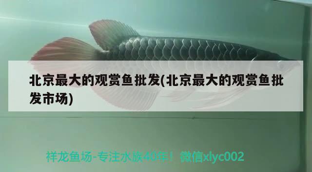 北京最大的觀(guān)賞魚(yú)批發(fā)(北京最大的觀(guān)賞魚(yú)批發(fā)市場(chǎng))