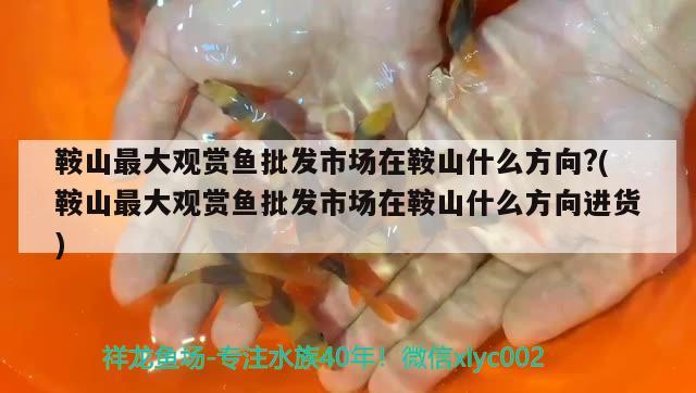 鞍山最大觀賞魚批發(fā)市場(chǎng)在鞍山什么方向?(鞍山最大觀賞魚批發(fā)市場(chǎng)在鞍山什么方向進(jìn)貨) 觀賞魚批發(fā)