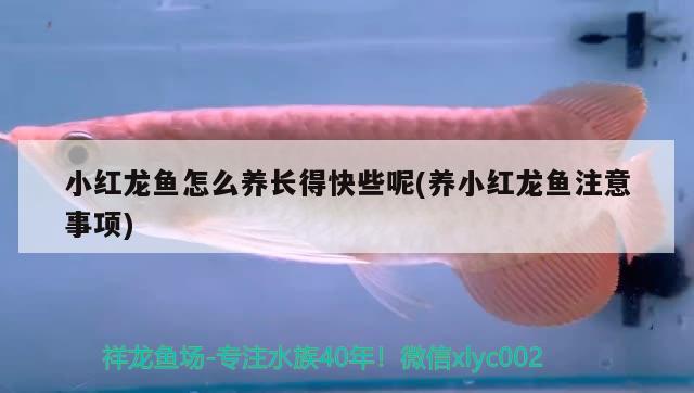 小紅龍魚怎么養(yǎng)長得快些呢(養(yǎng)小紅龍魚注意事項(xiàng)) 觀賞魚飼料