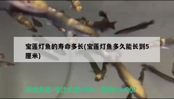 寶蓮燈魚的壽命多長(寶蓮燈魚多久能長到5厘米) 觀賞魚