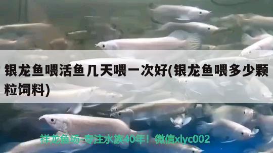 銀龍魚喂活魚幾天喂一次好(銀龍魚喂多少顆粒飼料)