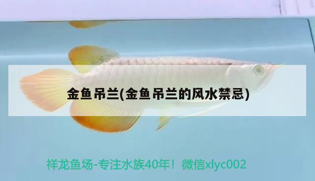 金魚吊蘭(金魚吊蘭的風(fēng)水禁忌) 魚缸風(fēng)水