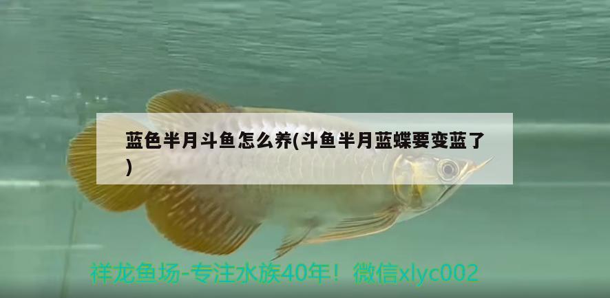 藍(lán)色半月斗魚怎么養(yǎng)(斗魚半月藍(lán)蝶要變藍(lán)了) 觀賞魚