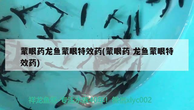 蒙眼藥龍魚蒙眼特效藥(蒙眼藥龍魚蒙眼特效藥)