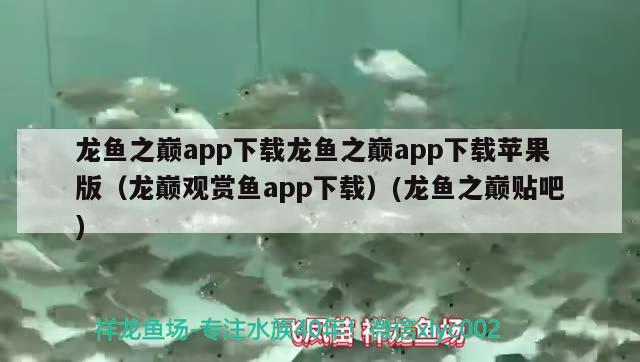 龍魚之巔app下載龍魚之巔app下載蘋果版（龍巔觀賞魚app下載）(龍魚之巔貼吧)