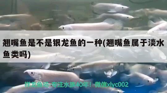 翹嘴魚是不是銀龍魚的一種(翹嘴魚屬于淡水魚類嗎)