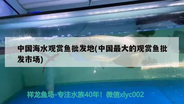 中國海水觀賞魚批發(fā)地(中國最大的觀賞魚批發(fā)市場) 觀賞魚批發(fā)