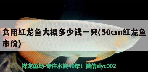 食用紅龍魚大概多少錢一只(50cm紅龍魚市價) 巴卡雷龍魚