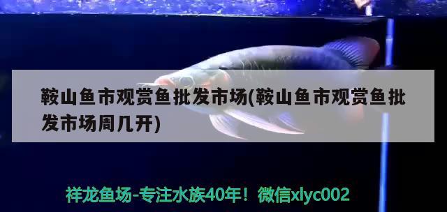 鞍山魚市觀賞魚批發(fā)市場(鞍山魚市觀賞魚批發(fā)市場周幾開) 觀賞魚批發(fā)