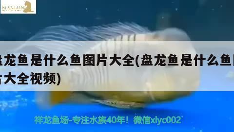 盤龍魚是什么魚圖片大全(盤龍魚是什么魚圖片大全視頻) 養(yǎng)魚知識