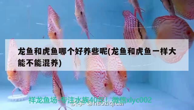 龍魚和虎魚哪個(gè)好養(yǎng)些呢(龍魚和虎魚一樣大能不能混養(yǎng))