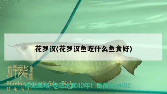 花羅漢(花羅漢魚吃什么魚食好) 羅漢魚