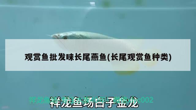 觀賞魚批發(fā)睞長尾燕魚(長尾觀賞魚種類)