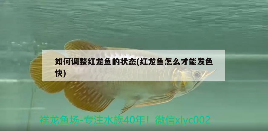 如何調(diào)整紅龍魚的狀態(tài)(紅龍魚怎么才能發(fā)色快) 速倍妥魚糧魚藥