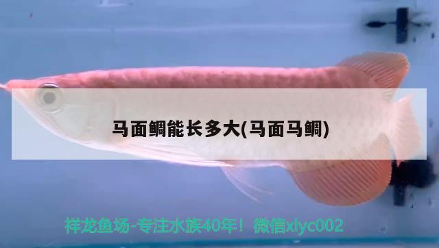 馬面鯛能長多大(馬面馬鯛) 觀賞魚