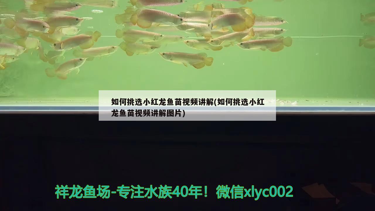 如何挑選小紅龍魚苗視頻講解(如何挑選小紅龍魚苗視頻講解圖片) 三間鼠魚