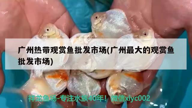 廣州熱帶觀賞魚(yú)批發(fā)市場(chǎng)(廣州最大的觀賞魚(yú)批發(fā)市場(chǎng))