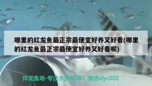 哪里的紅龍魚(yú)最正宗最便宜好養(yǎng)又好看(哪里的紅龍魚(yú)最正宗最便宜好養(yǎng)又好看呢) 南美異型魚(yú)