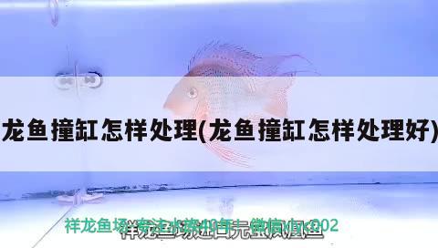 龍魚(yú)撞缸怎樣處理(龍魚(yú)撞缸怎樣處理好) 玫瑰銀版魚(yú)