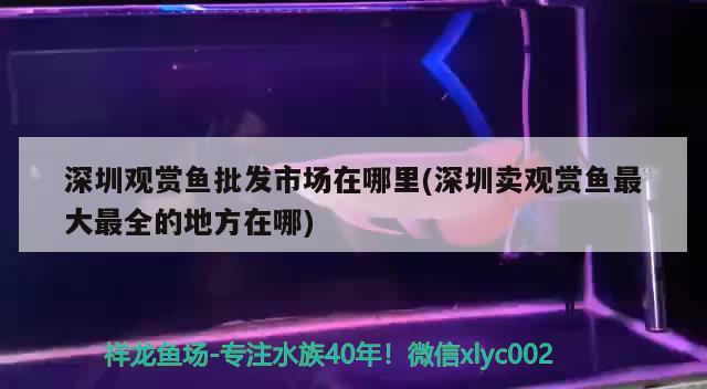 深圳觀賞魚批發(fā)市場在哪里(深圳賣觀賞魚最大最全的地方在哪)