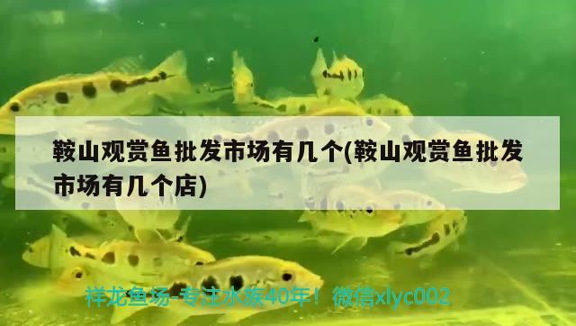 鞍山觀賞魚批發(fā)市場(chǎng)有幾個(gè)(鞍山觀賞魚批發(fā)市場(chǎng)有幾個(gè)店)