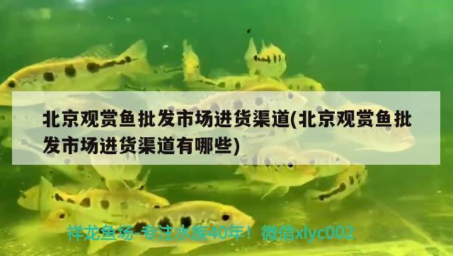 北京觀賞魚批發(fā)市場(chǎng)進(jìn)貨渠道(北京觀賞魚批發(fā)市場(chǎng)進(jìn)貨渠道有哪些)