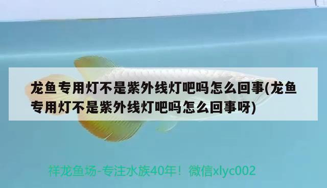 龍魚專用燈不是紫外線燈吧嗎怎么回事(龍魚專用燈不是紫外線燈吧嗎怎么回事呀)