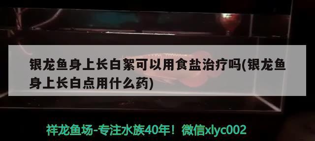 銀龍魚身上長白絮可以用食鹽治療嗎(銀龍魚身上長白點用什么藥) 銀龍魚