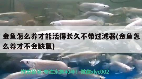 金魚怎么養(yǎng)才能活得長久不帶過濾器(金魚怎么養(yǎng)才不會缺氧)