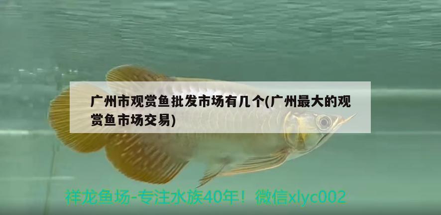 廣州市觀賞魚批發(fā)市場有幾個(廣州最大的觀賞魚市場交易)