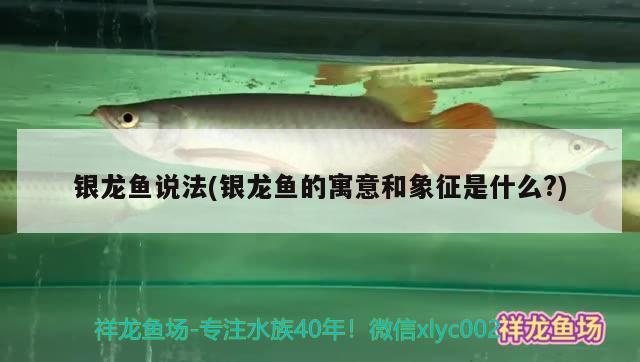 銀龍魚說法(銀龍魚的寓意和象征是什么?)