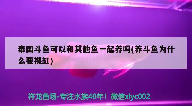 泰國(guó)斗魚可以和其他魚一起養(yǎng)嗎(養(yǎng)斗魚為什么要裸缸)