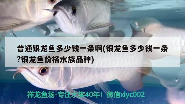 普通銀龍魚多少錢一條啊(銀龍魚多少錢一條?銀龍魚價(jià)格水族品種)