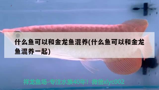 什么魚可以和金龍魚混養(yǎng)(什么魚可以和金龍魚混養(yǎng)一起)