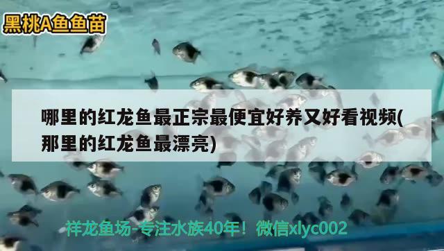 哪里的紅龍魚最正宗最便宜好養(yǎng)又好看視頻(那里的紅龍魚最漂亮) 造景/裝飾