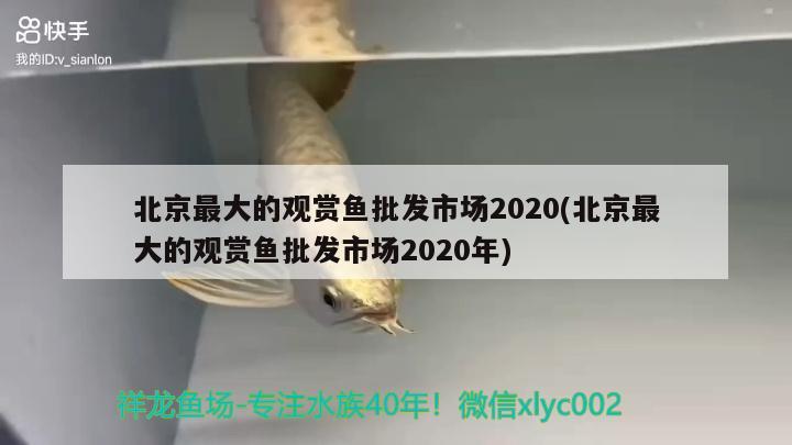 北京最大的觀賞魚批發(fā)市場2020(北京最大的觀賞魚批發(fā)市場2020年) 觀賞魚批發(fā)