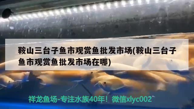 鞍山三臺(tái)子魚市觀賞魚批發(fā)市場(chǎng)(鞍山三臺(tái)子魚市觀賞魚批發(fā)市場(chǎng)在哪)