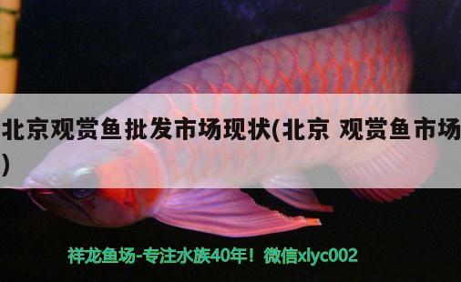 北京觀賞魚批發(fā)市場現(xiàn)狀(北京觀賞魚市場)