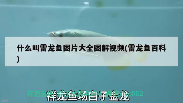 什么叫雷龍魚圖片大全圖解視頻(雷龍魚百科) 泰龐海鰱魚