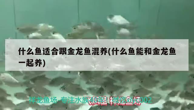 什么魚適合跟金龍魚混養(yǎng)(什么魚能和金龍魚一起養(yǎng)) 鴨嘴鯊魚