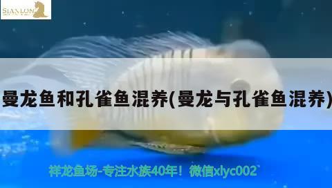 曼龍魚和孔雀魚混養(yǎng)(曼龍與孔雀魚混養(yǎng)) 暹羅巨鯉