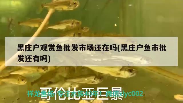 黑莊戶觀賞魚批發(fā)市場還在嗎(黑莊戶魚市批發(fā)還有嗎) 觀賞魚批發(fā)