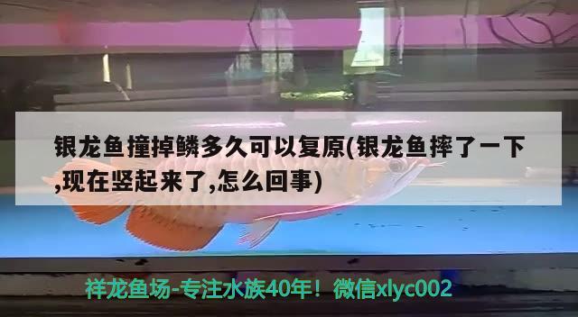 銀龍魚撞掉鱗多久可以復原(銀龍魚摔了一下,現在豎起來了,怎么回事) 銀龍魚百科