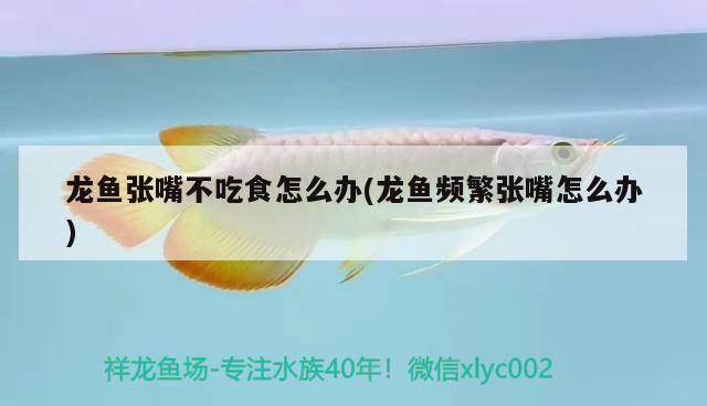 龍魚(yú)張嘴不吃食怎么辦(龍魚(yú)頻繁張嘴怎么辦)